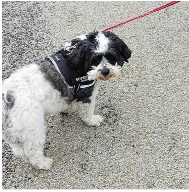 chien reunited   37160 Descartes Romeo