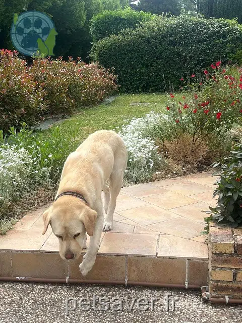 chien reunited   37540 Saint-Cyr-sur-Loire Simba