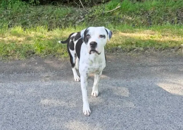 chien reunited   37130 Langeais Taïro