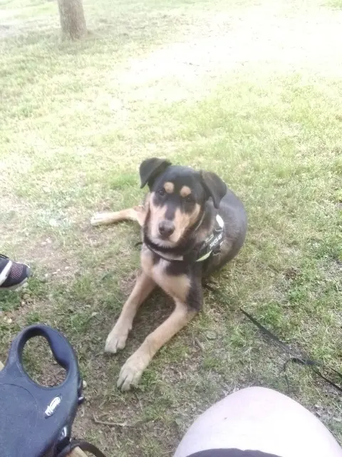 chien reunited    Tours Rusty