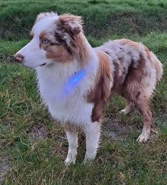 Chien Trouvé 37 Indre-et-Loire - Utex Chien Trouvé 37 Indre-et-Loire - Utex