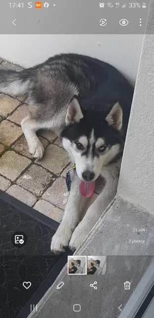 chien reunited   38430 Moirans Asko