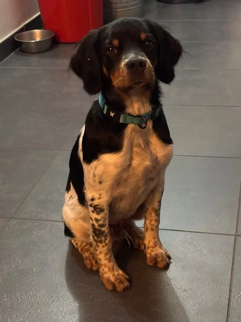 chien reunited   38450 Le Gua Atos