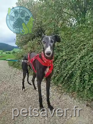 Chien Perdu 38 Isère Autrans-Méaudre en Vercors - Prince Chien Perdu 38 Isère Autrans-Méaudre en Vercors - Prince