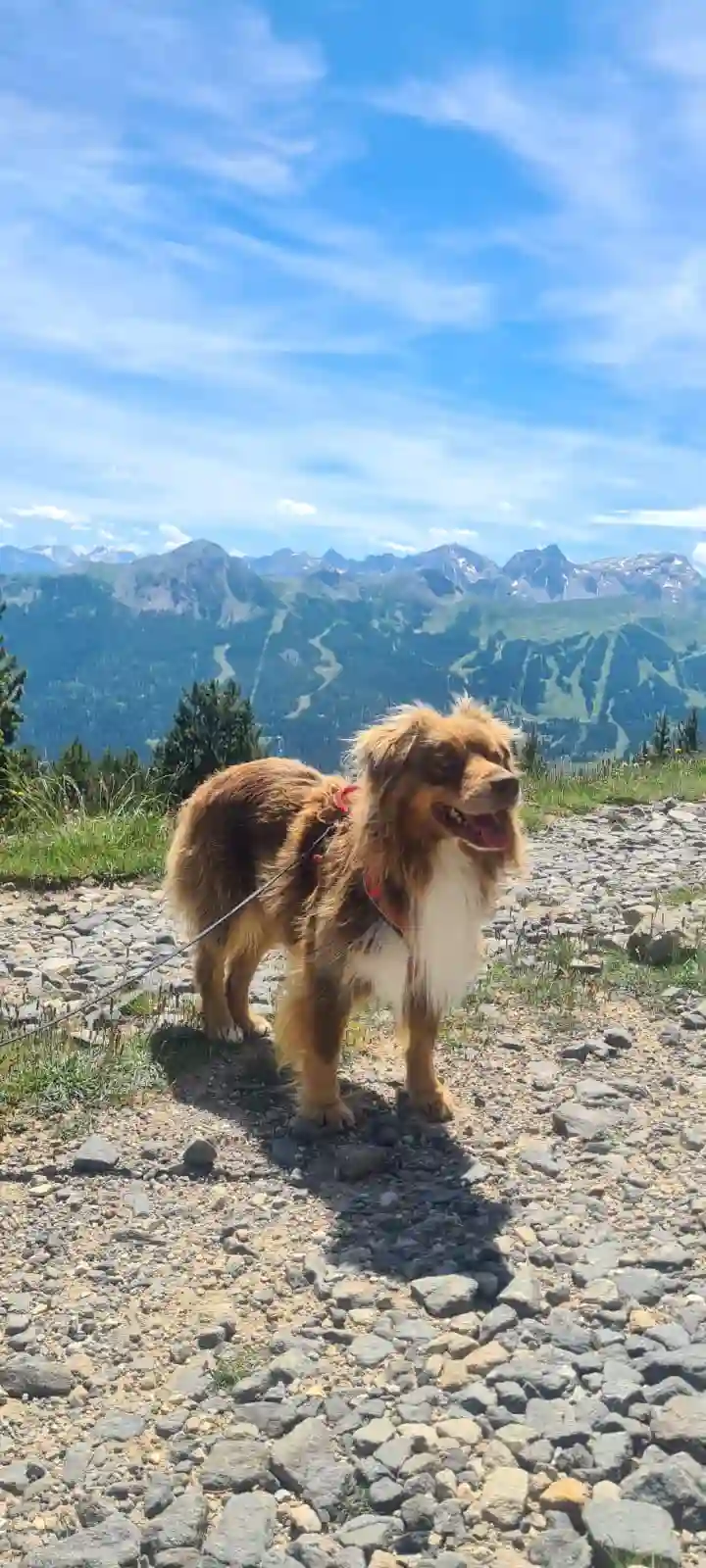 Chien Perdu 38 Isère - Bulle Chien Perdu 38 Isère - Bulle