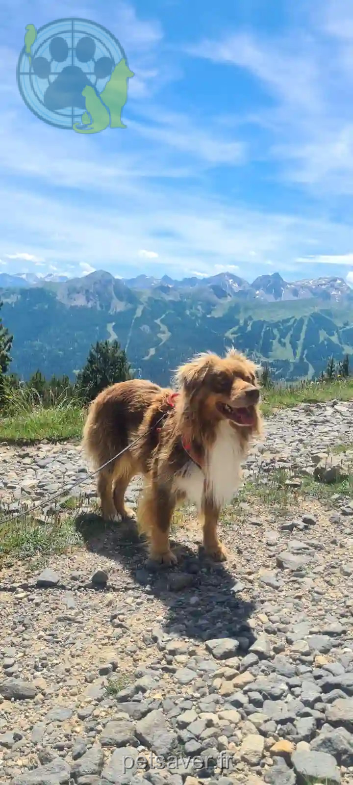 Chien Perdu 38 Isère - Bulle Chien Perdu 38 Isère - Bulle