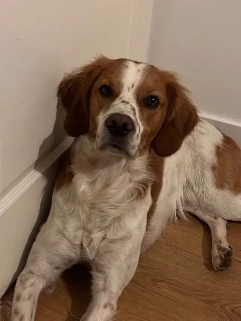 chien reunited   38550 Clonas-sur-Varèze Cesar