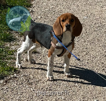 Chien Trouvé 38 Isère - Cookie-/-valdo Chien Trouvé 38 Isère - Cookie-/-valdo