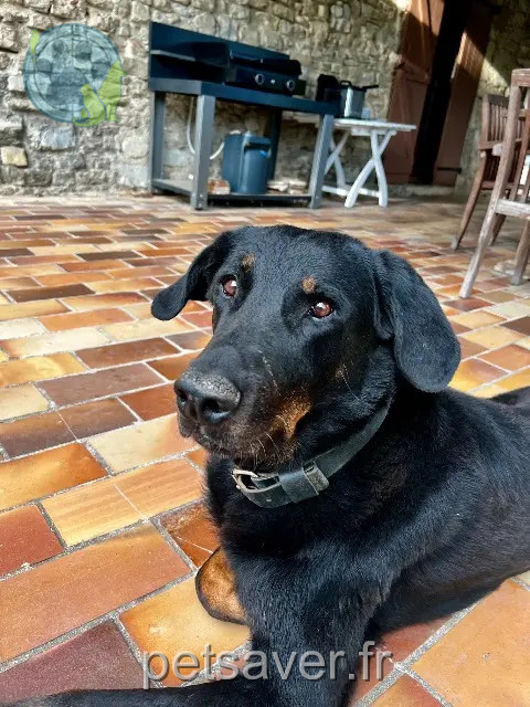 chien reunited Grenoble Jasper