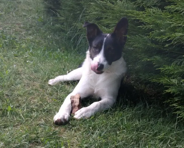 chien reunited   38980 Viriville Jack