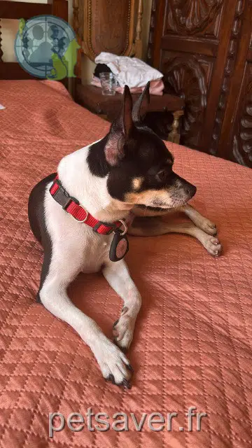 cane reunited   38410 Vaulnaveys-le-Haut Milo