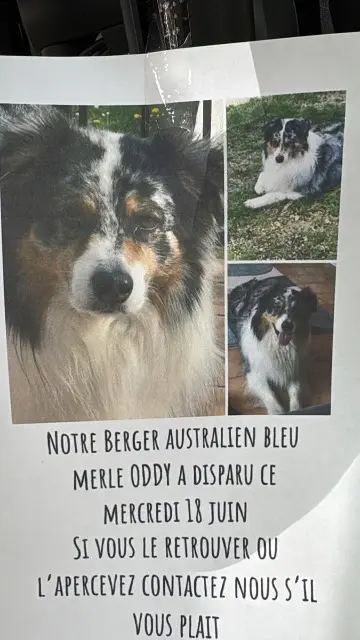 chien reunited   38440 Artas Oddy