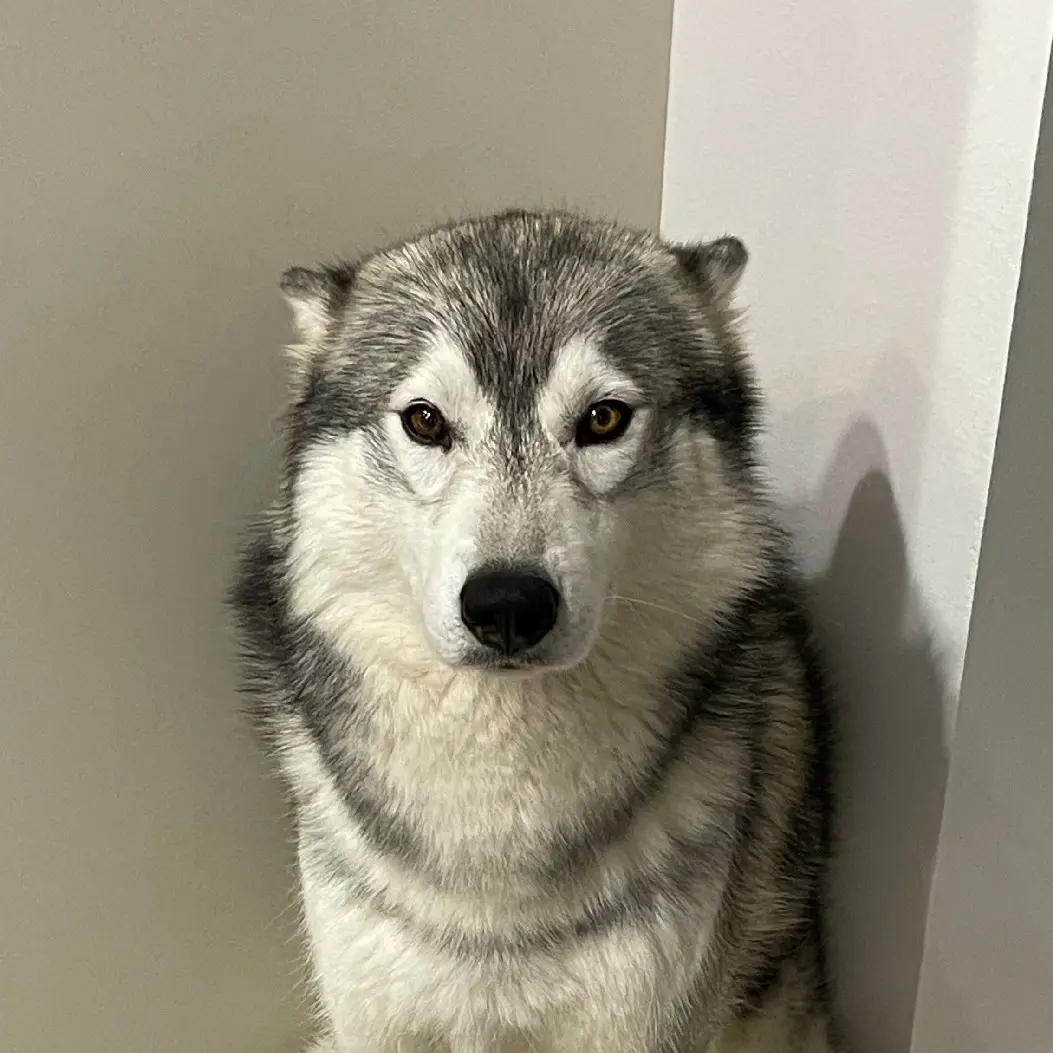 Hund wiedergefunden Chemin de Montlambert 38300 Ruy Oslo Hund reunited Chemin de Montlambert 38300 Ruy Oslo