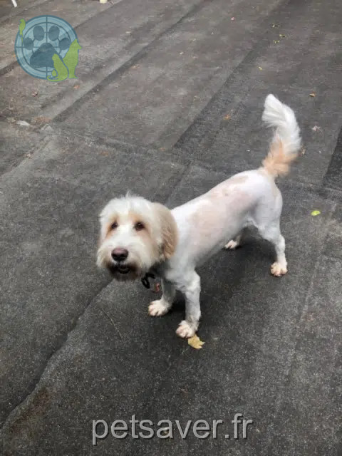 chien reunited 38200 Chuzelles Scooby