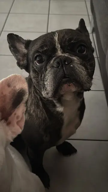 chien reunited   38500 Saint-Cassien Sky