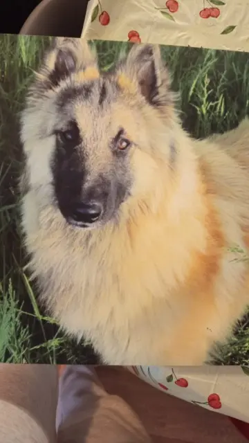 chien reunited   38260 Pommier-de-Beaurepaire Sultanatila