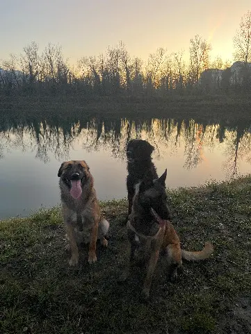 Chien Perdu 38 Isère - Tango-tania-taiko Chien Perdu 38 Isère - Tango-tania-taiko