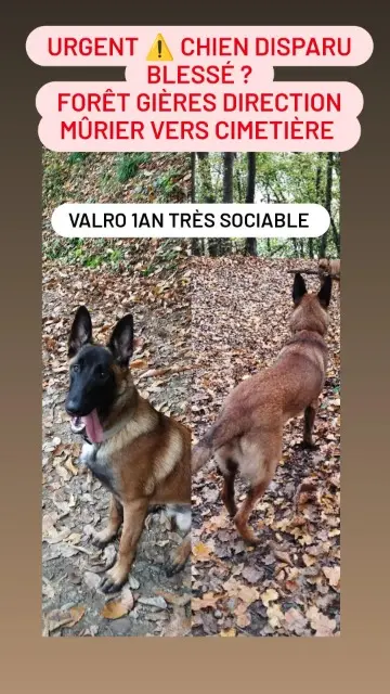 chien reunited   38610 Gières Valro