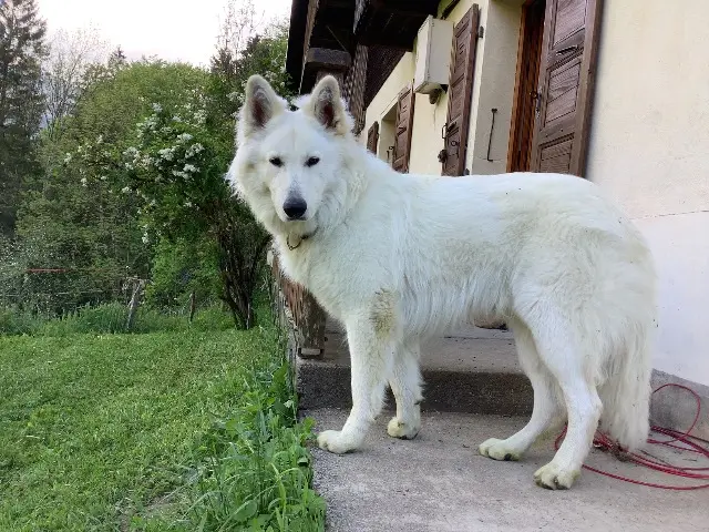 chien reunited   38680 Saint-Just-de-Claix Yoshi