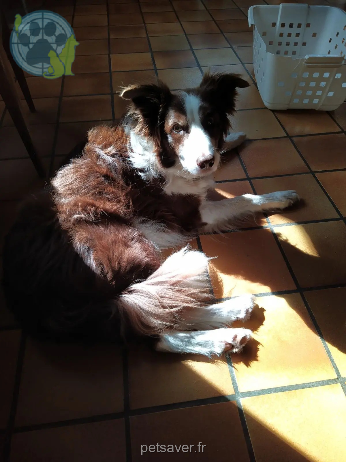 Chien Perdu 38 Isère Chien Perdu 38 Isère