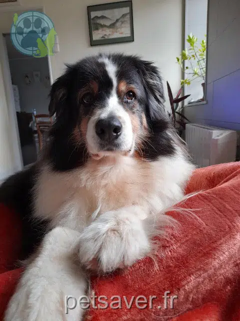chien reunited 39200 Saint-Claude Jonas
