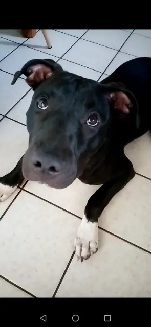 chien reunited   40150 Angresse Alpha