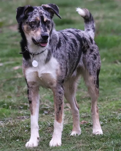 chien reunited   40310 Escalans Locky