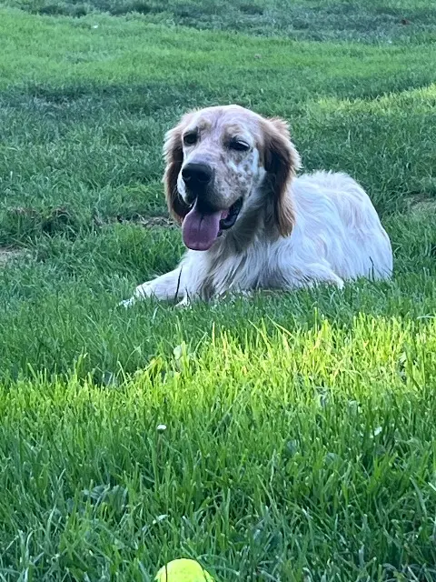 chien reunited   40390 Saint-André-de-Seignanx Loulou