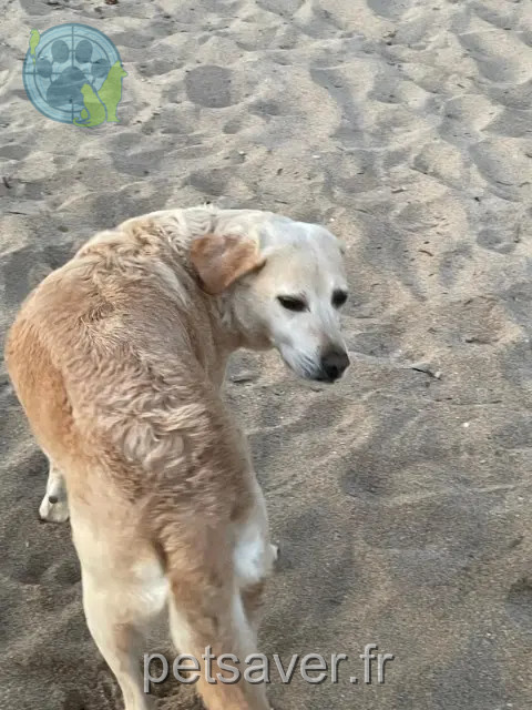 chien reunited 40270 Grenade-sur-l'Adour Malin
