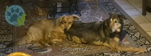 chien reunited 40110 Onesse-Laharie Billy