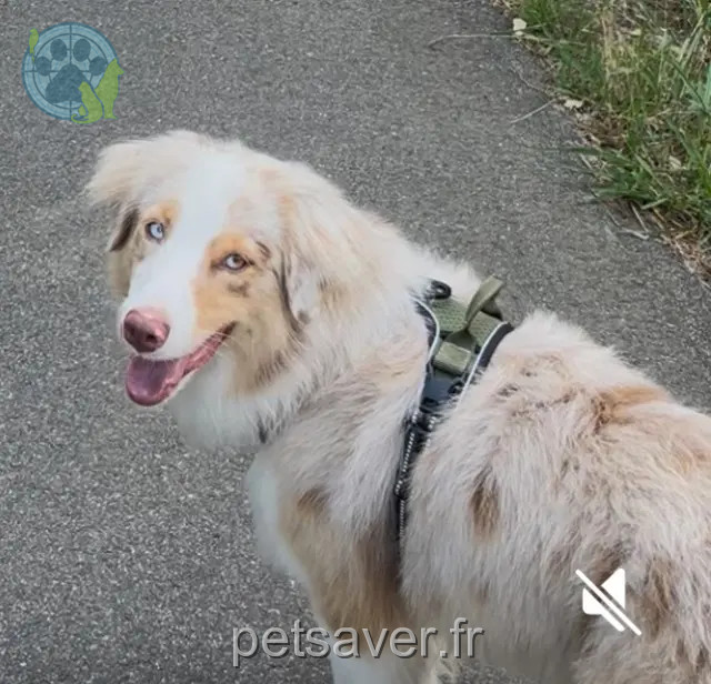 chien reunited   40230 Tosse venus