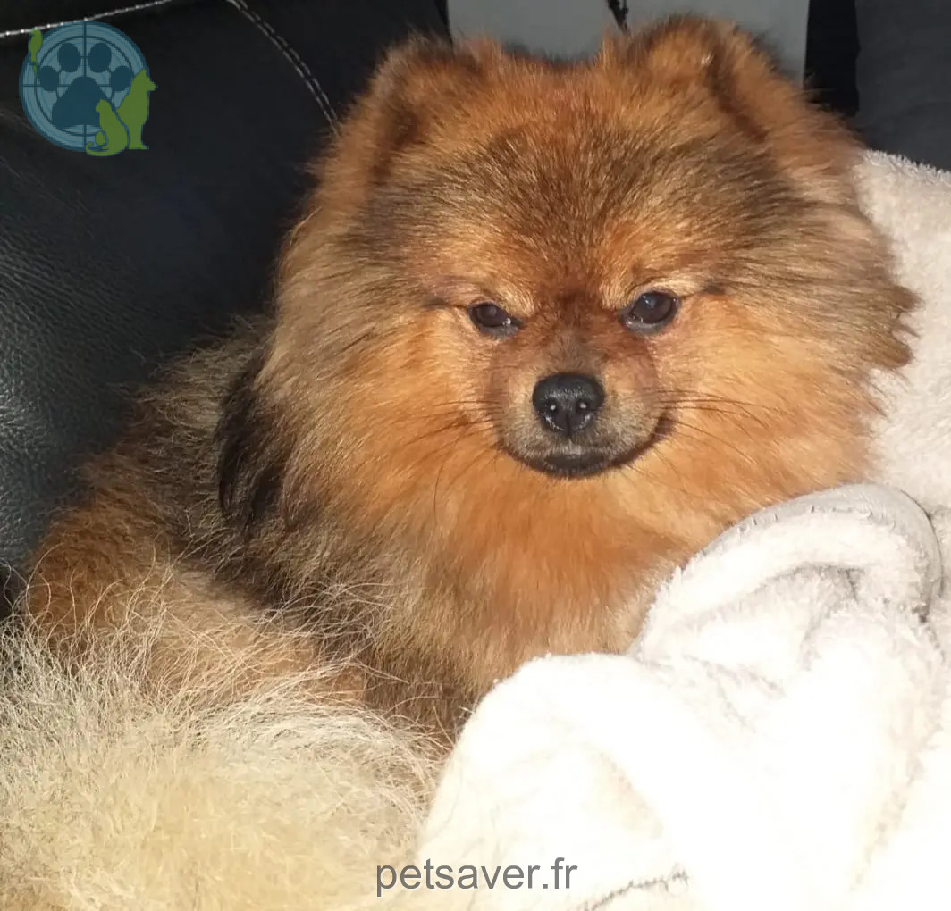 Chien Trouvé 41 Loir-et-Cher Chien Trouvé 41 Loir-et-Cher