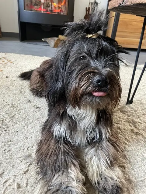 chien reunited   41600 Lamotte-Beuvron Little Boy