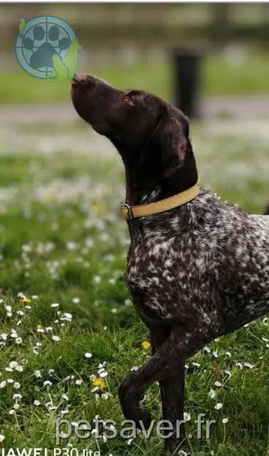 dog reunited 41100 Vendôme Soon
