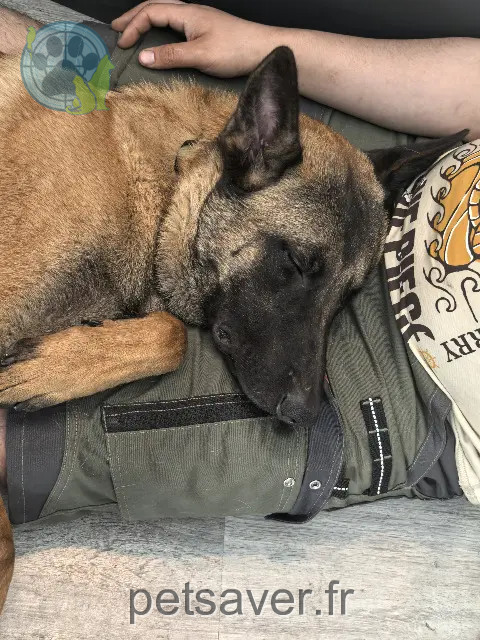 chien reunited 42150 La Ricamarie Alpha