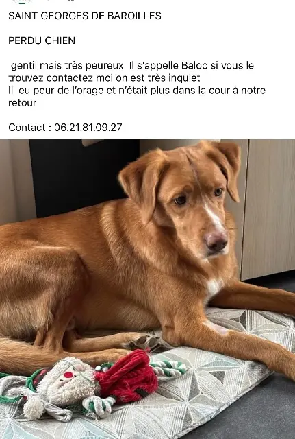 chien reunited   42510 Saint-Georges-de-Baroille Baloo