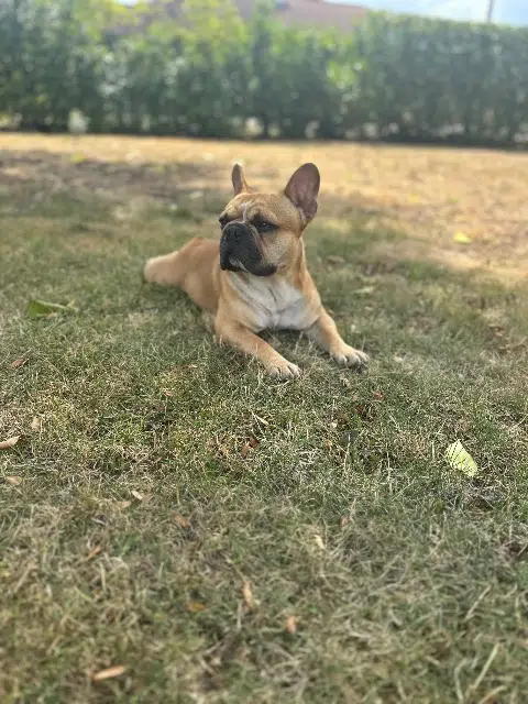 chien reunited   42430 Cherier Elvis