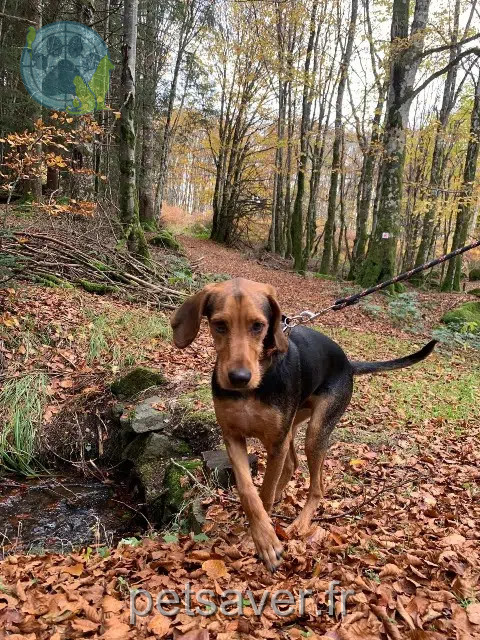 cane reunited   42230 Roche-la-Molière Eros