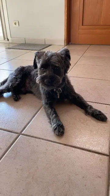 chien reunited   42210 Montrond-les-Bains Iron