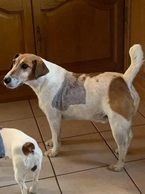 chien reunited   42410 Saint-Michel-sur-Rhône Isselo