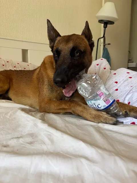 chien reunited   42800 Rive-de-Gier Narcos