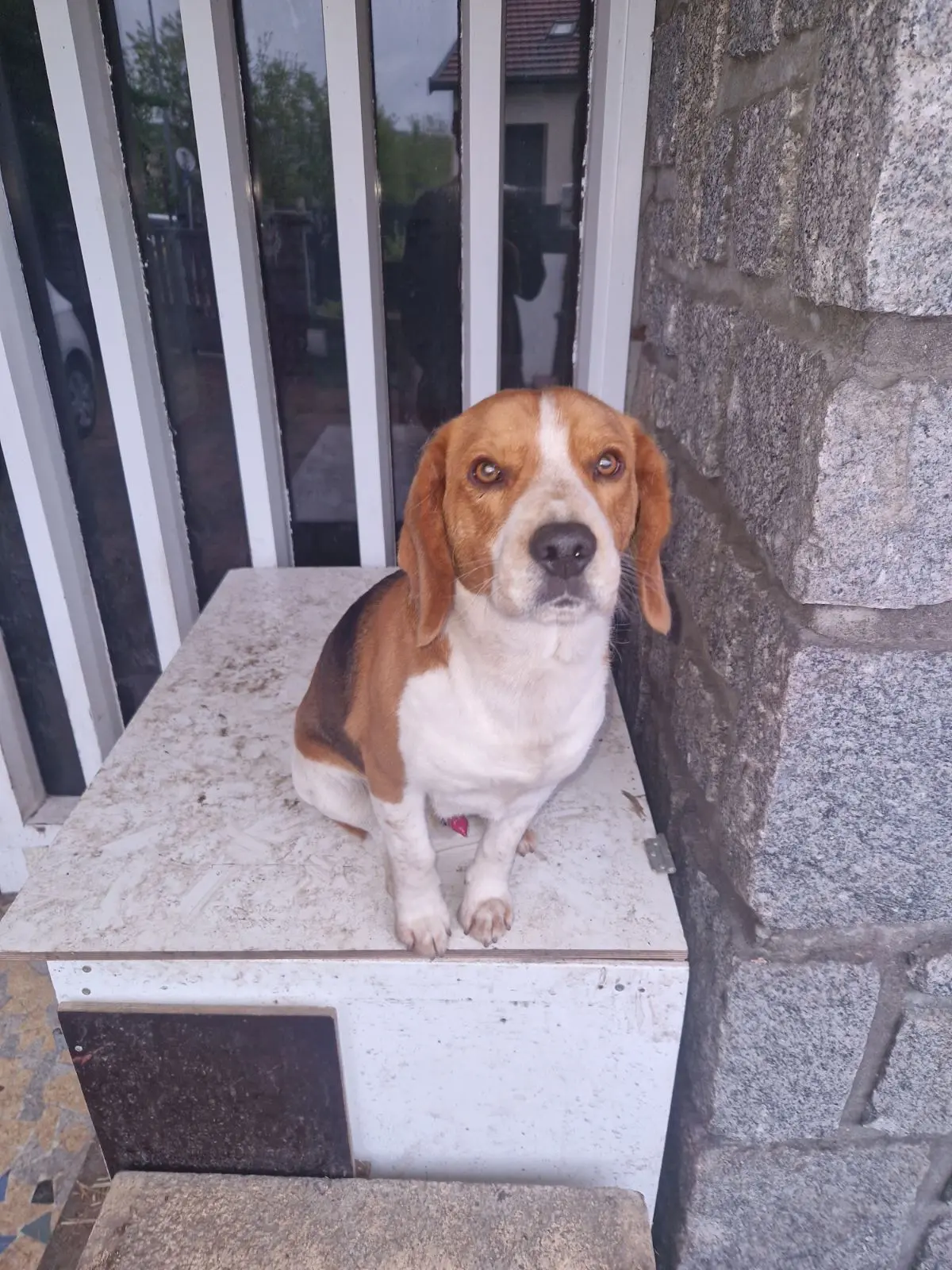 Chien Trouvé 42 Loire Chien Trouvé 42 Loire