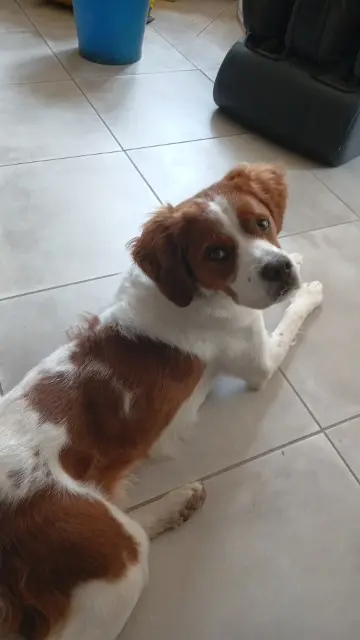 chien reunited   42140 La Gimond Volt