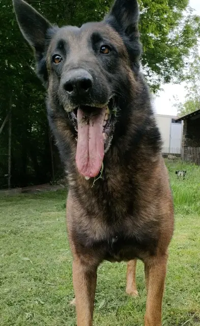 chien reunited   43330 Saint-Ferréol-d'Auroure Many