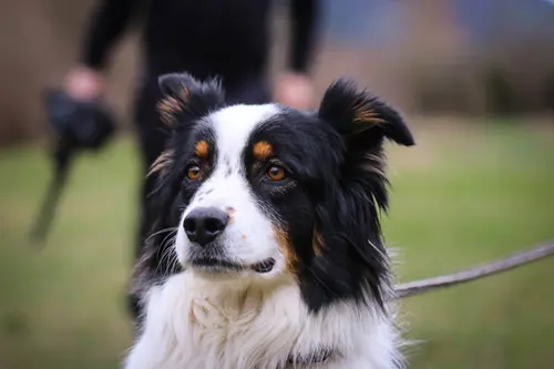 chien reunited   43810 Roche-en-Régnier Rhapsode