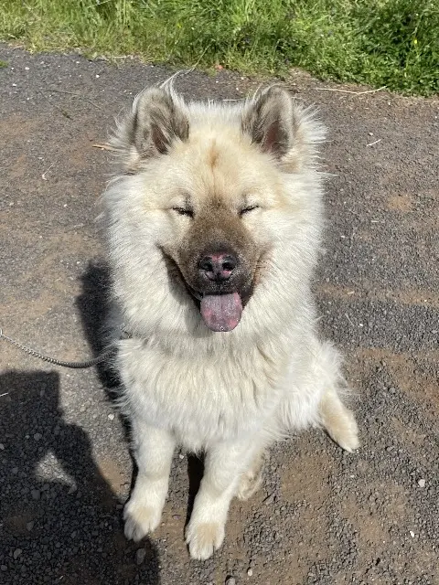 chien reunited    Champclause Ulysse