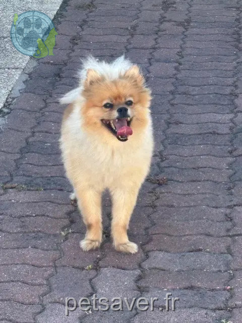 chien reunited 44730 Saint-Michel-Chef-Chef Cookie