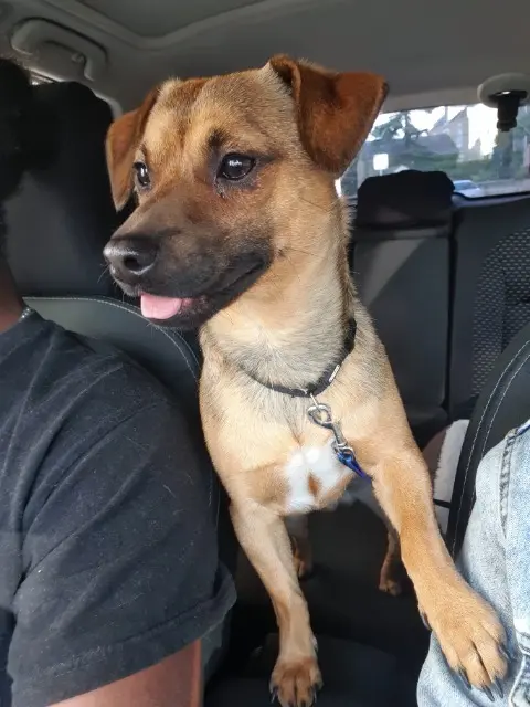 chien reunited   44330 Vallet Denver