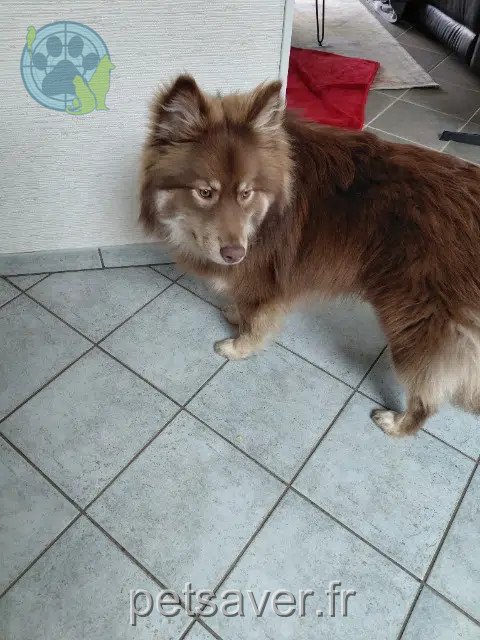 chien reunited   44640 Saint-Jean-de-Boiseau Koda