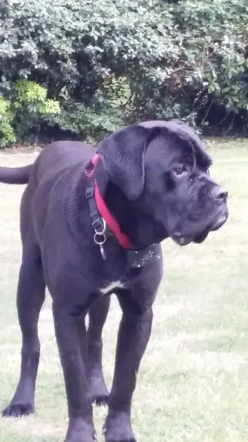 chien reunited   44880 Sautron Mozart